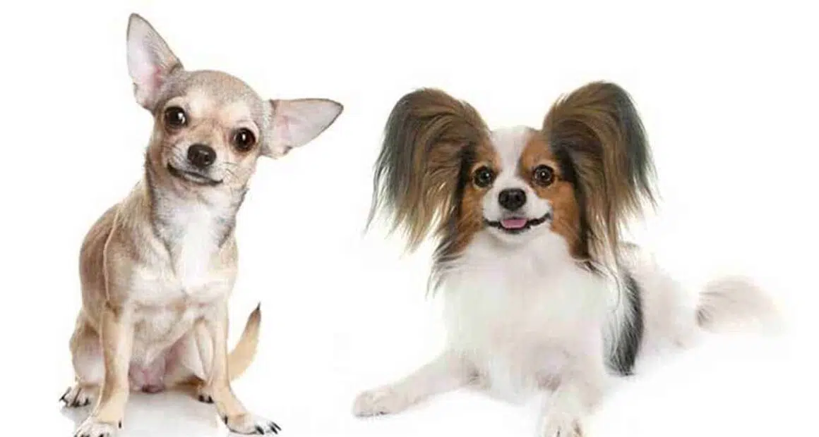 Papillon Chihuahua Mix – The Cute Little Chion