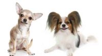 Papillon Chihuahua Mix – The Cute Little Chion