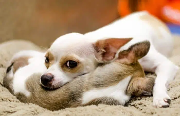 Pinky distrustful Chihuahua puppies 2624