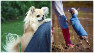 Read more about the article How to Stop Your Chihuahua From Jumping Up On People