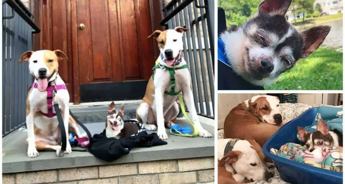 Sweet Pit Bull Loves Carrying Senior Chihuahua Around On Walks