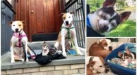 Sweet Pit Bull Loves Carrying Senior Chihuahua Around On Walks