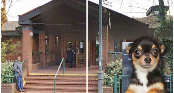 Tiny Chihuahua called Chelsea on death row after savaging woman