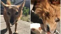 Tiny chihuahua fends off MOUNTAIN LION on Colorado trail and is on the road to recovery after being blinded by the beast