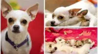 Tough Chihuahua mom Dogtown is biggest little sweetheart