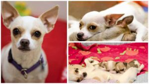 Read more about the article Dogtown’s Smallest Chihuahua Mother