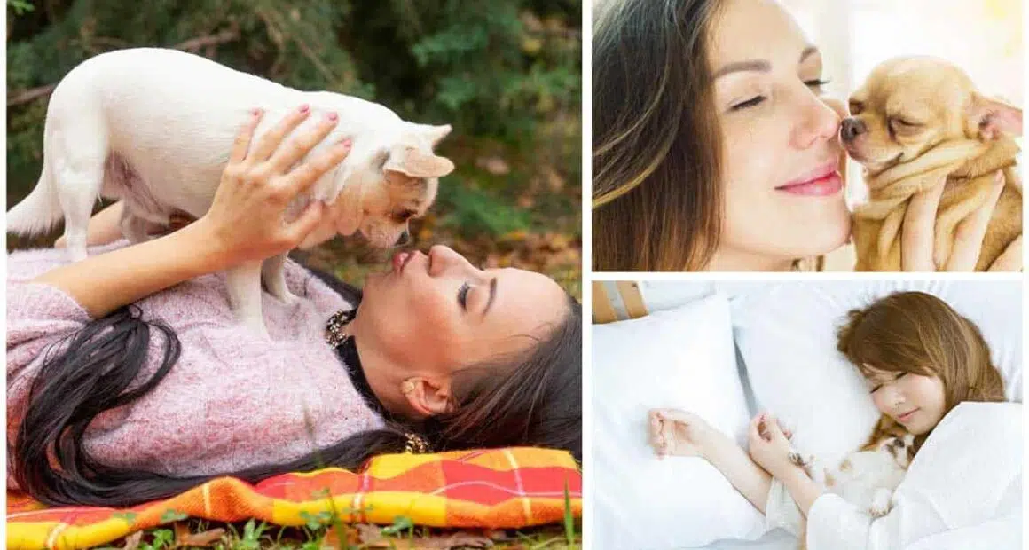 Why Do Chihuahuas Attach to One Person