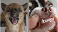 Why are Chihuahuas so aggressive
