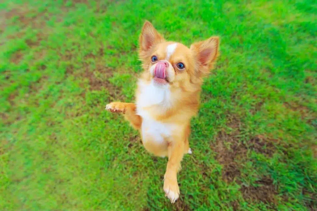 chihuahua on grass begging food 1