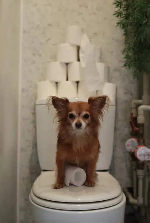 chihuahua on toilet 1