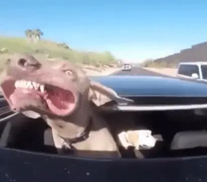 dog in car roofgif