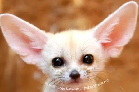 fennec fox eyes ears PLBreeds Chihuahua history