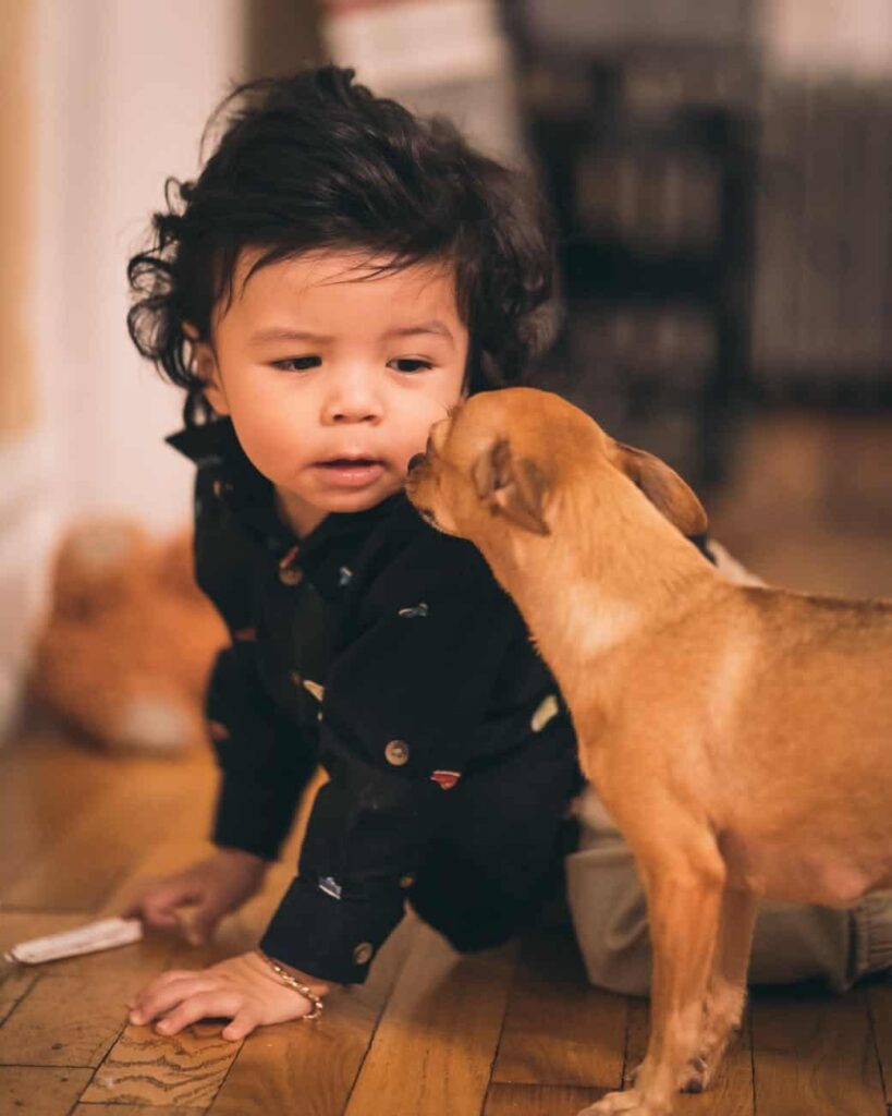 Chihuahua following little kid around