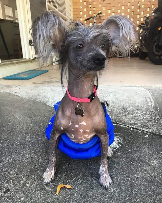 old chihuahua sitting with bold body