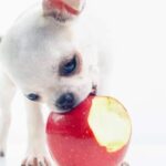 Fruits and Vegetables Chihuahuas Can Eat