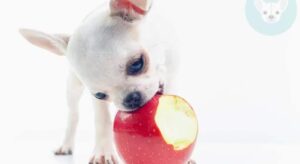 Read more about the article Fruits and Vegetables Chihuahuas Can Eat