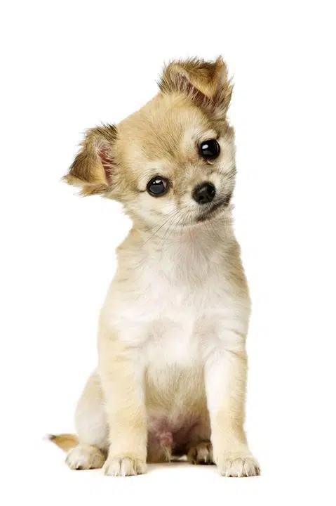 Chihuahua attachment