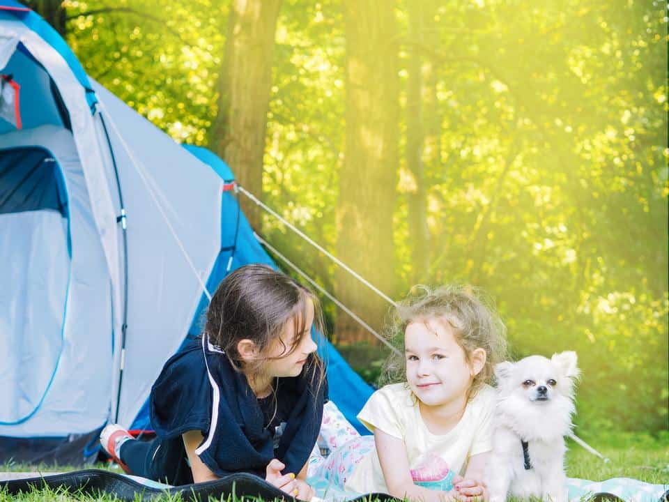 Chihuahuas are good with kids, to an extent