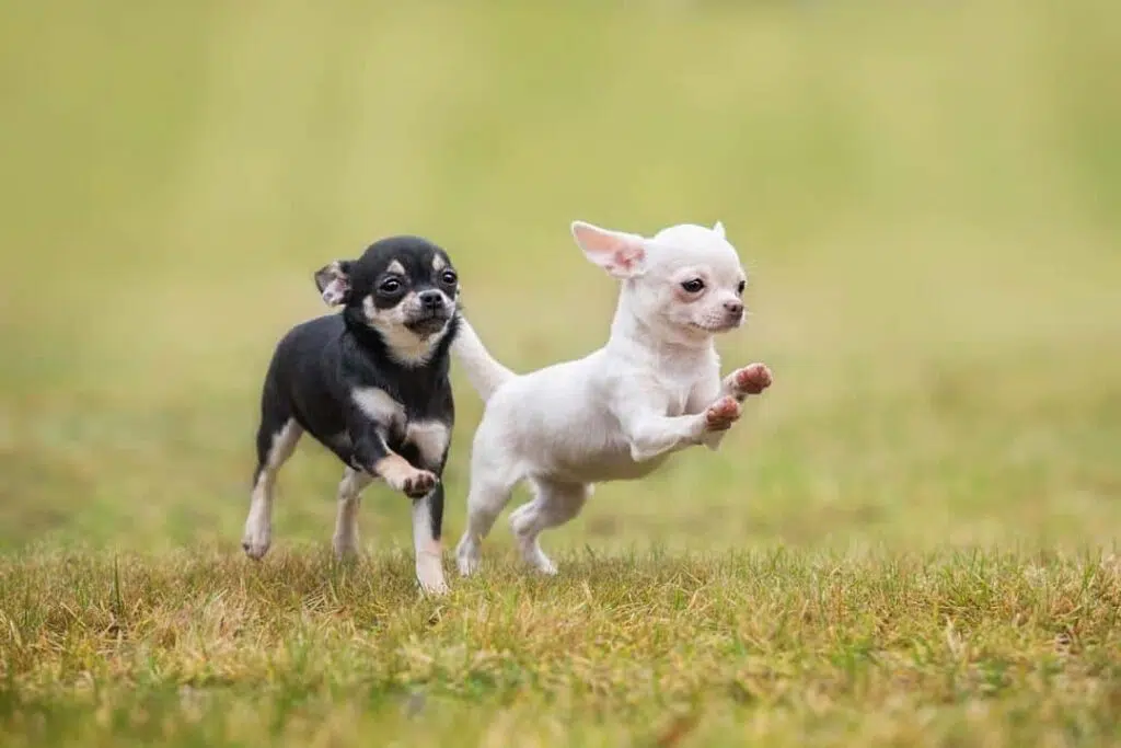 two chihuahua pupies running