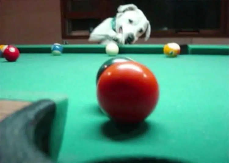 01 video pool playing dog5 800x572 opt