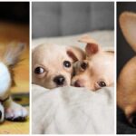 Three Reasons Why Your Chihuahua Sleeps So Much