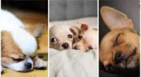 3 Reasons Why Your Chihuahua Sleeps So Much