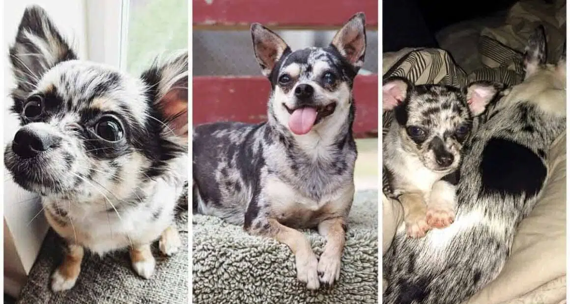 7 Things You Never Knew About Special Merle Chihuahuas