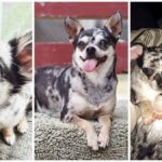 7 Things You Never Knew About Special Merle Chihuahuas