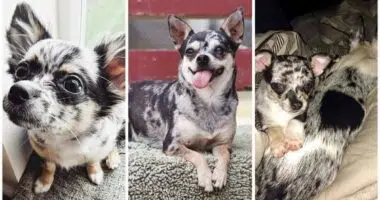 7 Things You Never Knew About Special Merle Chihuahuas