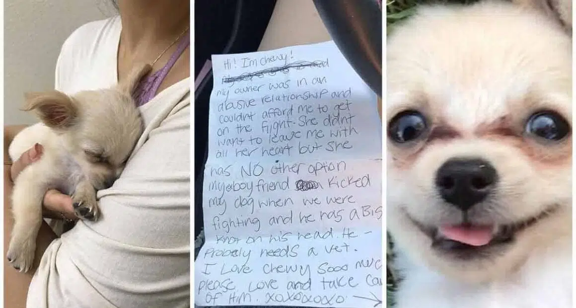 A tiny Chihuahua puppy is abandoned at the airport with a heartbreaking note from the owner