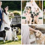 Adorable Ideas for Ring Bearer and Flower Girl Chihuahuas