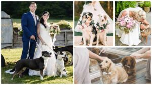 Read more about the article Adorable Ideas for Ring Bearer and Flower Girl Chihuahuas