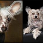 Alopecia in Chihuahuas