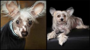 Read more about the article Alopecia in Chihuahuas