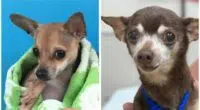 Bam Bam The 4 Pounds Chihuahua Looking for Home 1
