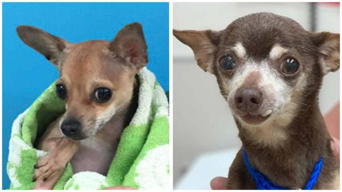 BamBam The 4 Pounds Chihuahua Looking for Home!