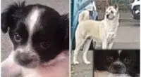 Bella the chihuahua dragged under the fence and finished by Akita as the owner watched