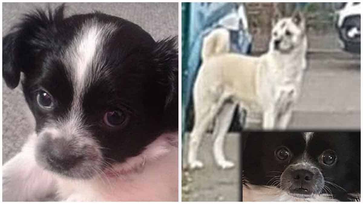 Bella the Chihuahua 'Dragged Under the Fence' by Akita 1 Bella the chihuahua dragged under the fence and finished by Akita as the owner watched