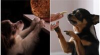 Best Food For Chihuahua Puppies 2 Best Food For Chihuahua Puppy Help for Choose