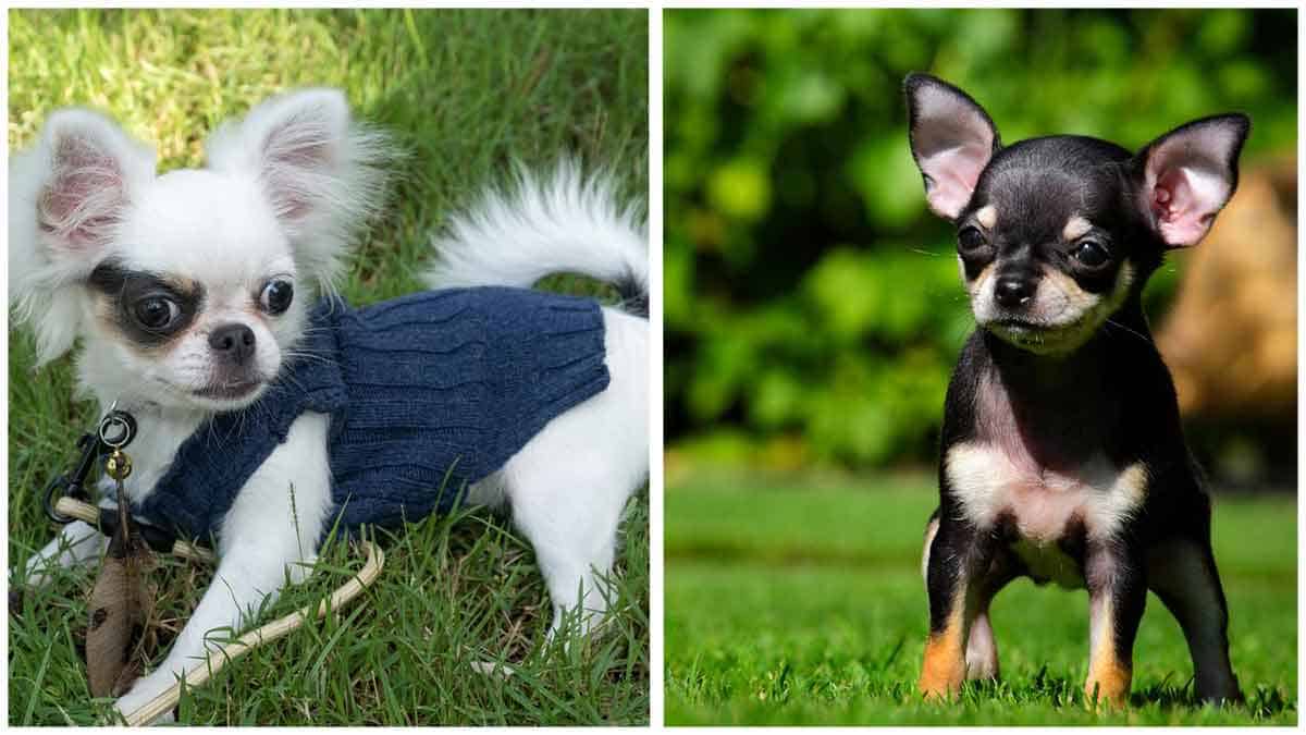 Camping And Hiking With Your Chihuahua