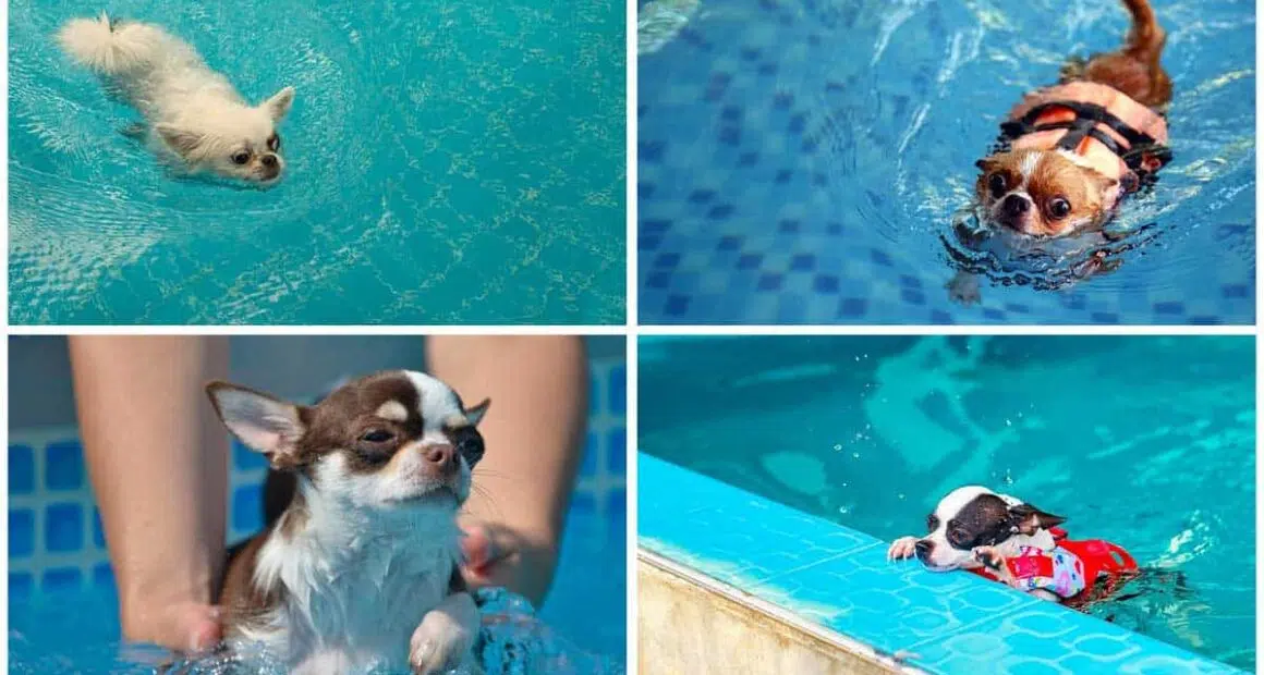 Can Chihuahuas Swim The Owners Guide to Swimming with Chihuahuas