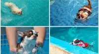 Can Chihuahuas Swim The Owners Guide to Swimming with Chihuahuas