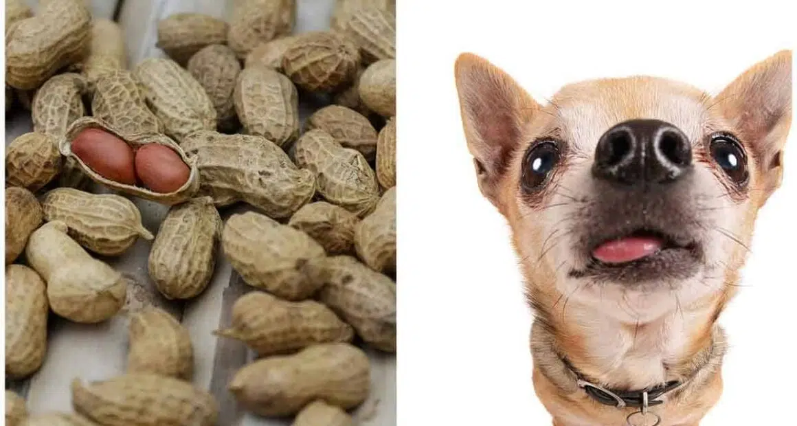 Can dogs eat peanuts Benefits and harms
