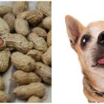 Can Chihuahuas Eat Peanuts?