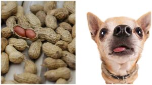 Read more about the article Can Chihuahuas Eat Peanuts?