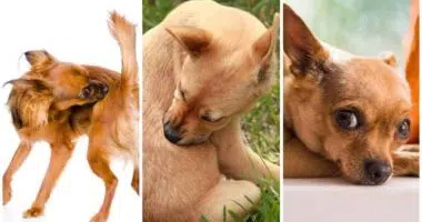 Chihuahua Skin Problems