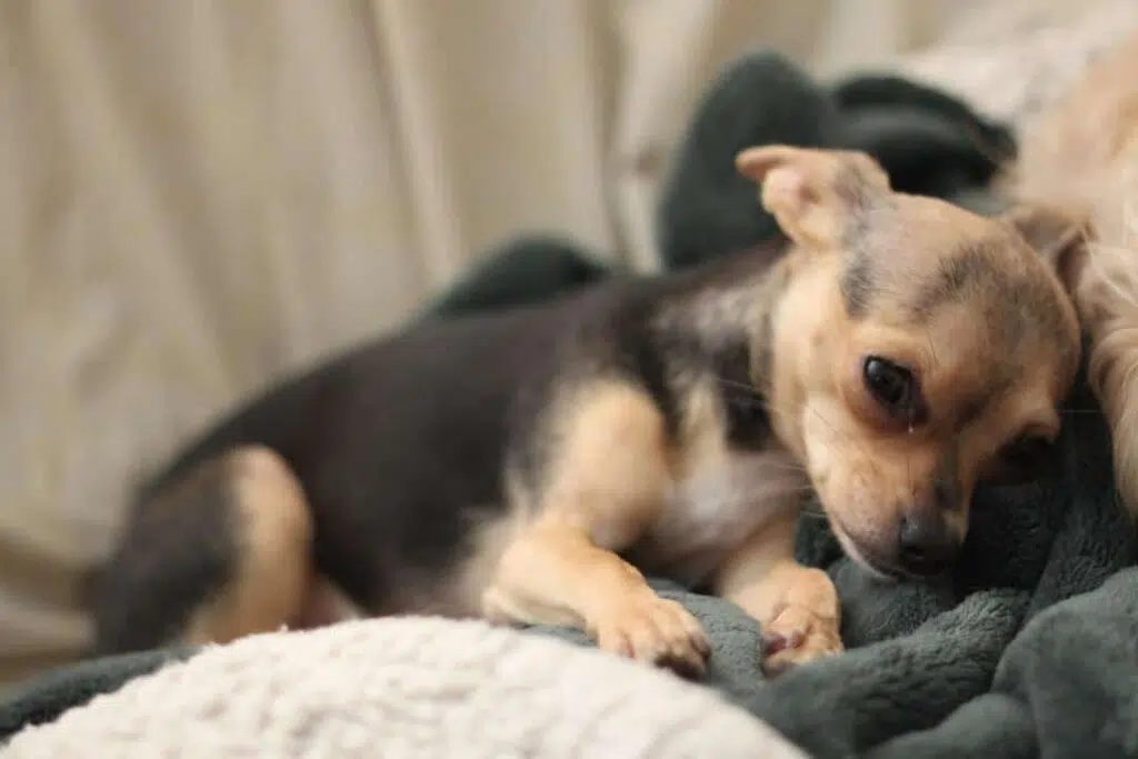 Chihuahua The Tiniest Toy Dog In The World