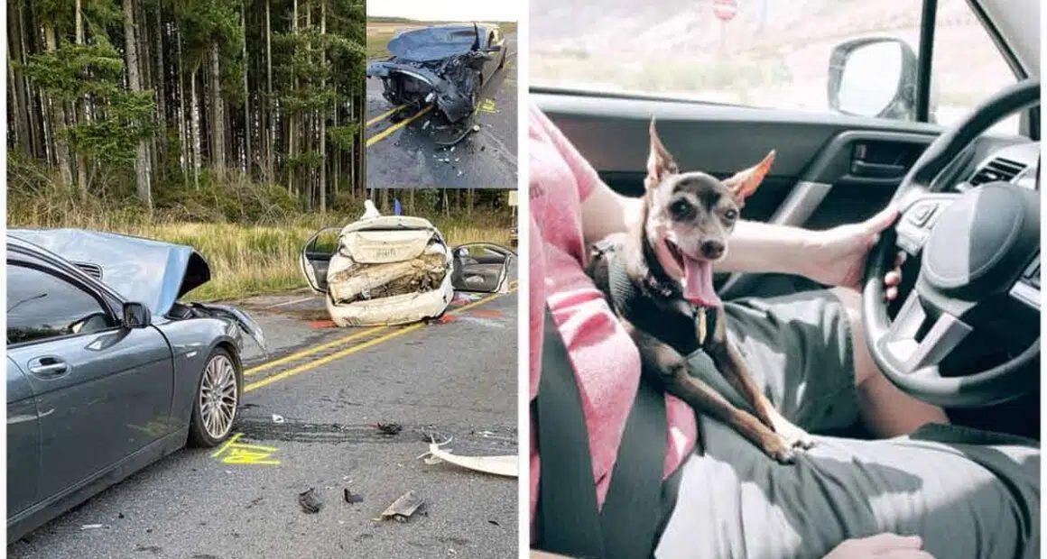 Chihuahua caused a crash that closed Highway 3 and injured 2