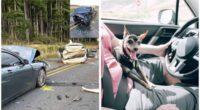 Chi Caused Crash that Closed a Highway and Injured Two People 2 Chihuahua caused a crash that closed Highway 3 and injured 2