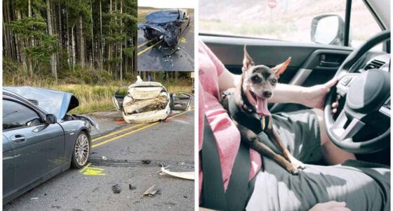 Chihuahua caused a crash that closed Highway 3 and injured 2